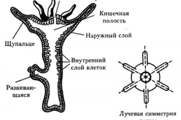 Кракен маркет даркнет слушать